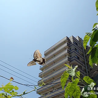 ナミアゲハの写真