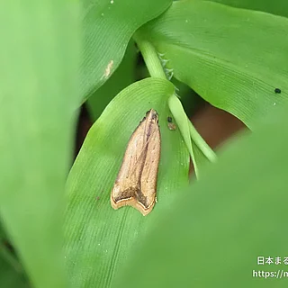 チョウ目（成体）の写真