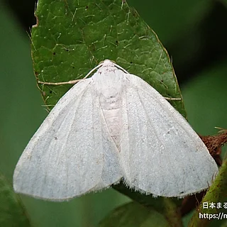 チョウ目（成体）の写真