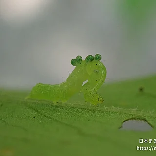 チョウ目（幼体）の写真