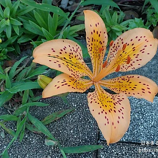 スカシユリ（花）の写真