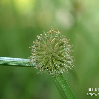 ヒメクグ（花）の写真