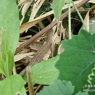ニホンカナヘビの写真