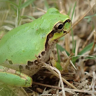 ヒガシニホンアマガエルの写真