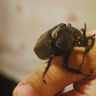 カブトムシの写真
