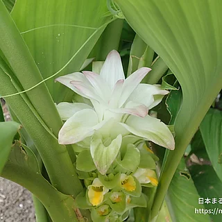 ウコン（花）の写真