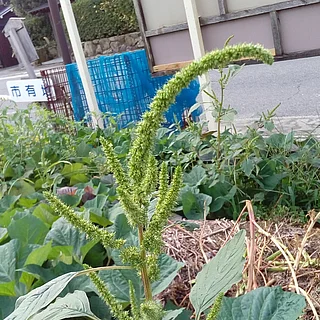 ホソアオゲイトウの写真