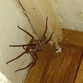 アシダカグモの写真