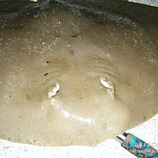 ツバクロエイの写真
