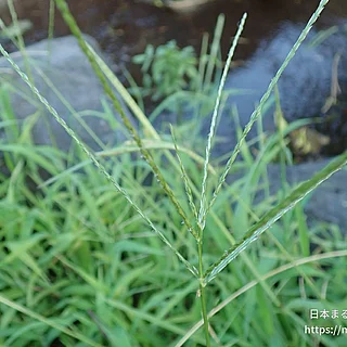 メヒシバ（花）の写真