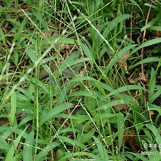 コメヒシバ（花）の写真