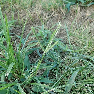 オヒシバ（花）の写真