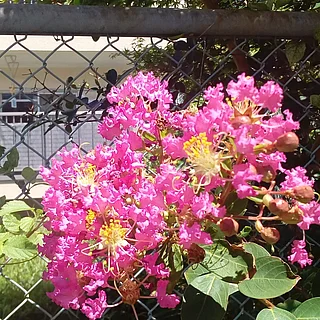 サルスベリ（花）の写真