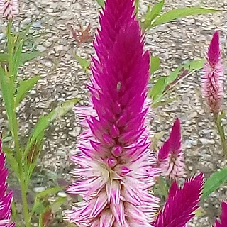 ヤリゲイトウ（花）の写真