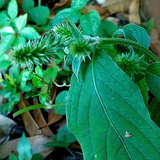 イノコヅチ（花）の写真