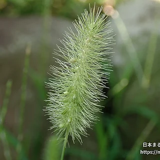 エノコログサ（実・種子）の写真