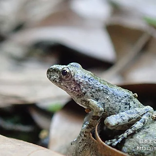 カジカガエル（成体）の写真