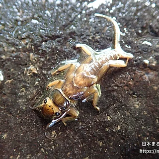 クロヒゲカワゲラ（幼体）の写真