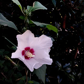 ソウタンムクゲ（花）の写真