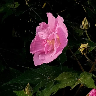 フヨウ（花）の写真