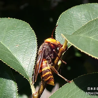 オオスズメバチの写真