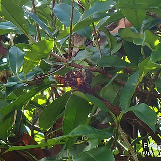 オオスズメバチの写真