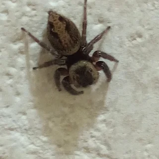 アダンソンハエトリの写真