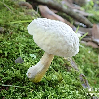 ハラタケ綱の写真