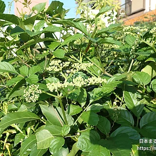 ヤブカラシの写真