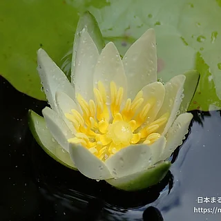 ヒツジグサ（花）の写真