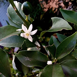 マルミキンカン（花）の写真
