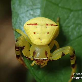 アズチグモ（成体）の写真