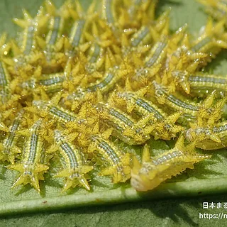 ヒロヘリアオイラガの写真