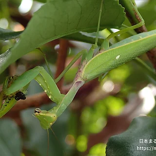 ハラビロカマキリ（成体）の写真