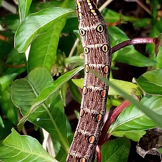 セスジスズメの写真