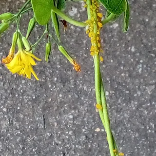 キョウチクトウアブラムシ（成体）の写真