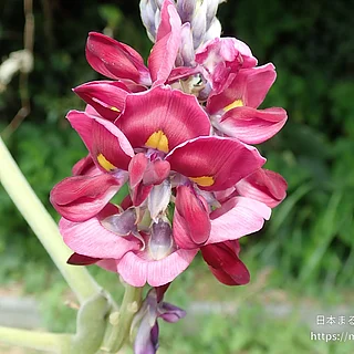 クズ（花）の写真
