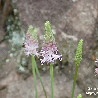 ツルボ（花）の写真