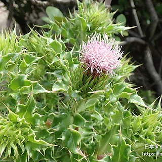 ハマアザミ（花）の写真
