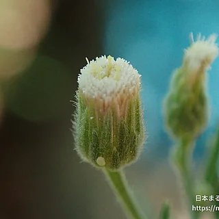 オオアレチノギク（花）の写真