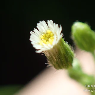 ヒメムカシヨモギ（花）の写真
