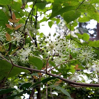 ウド（花）の写真