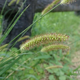 エノコログサ属（実・種子）の写真