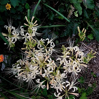 シロバナマンジュシャゲ（花）の写真