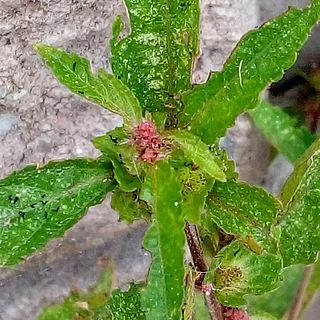 エノキグサ（花）の写真