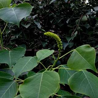 ナンキンハゼ（実・種子）の写真
