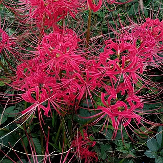 ヒガンバナ（花）の写真