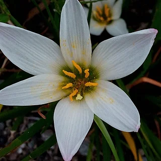 タマスダレ（花）の写真