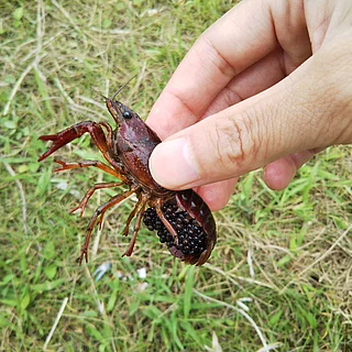 アメリカザリガニ（卵）の写真