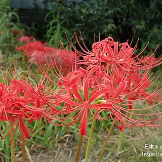 ヒガンバナ（花）の写真